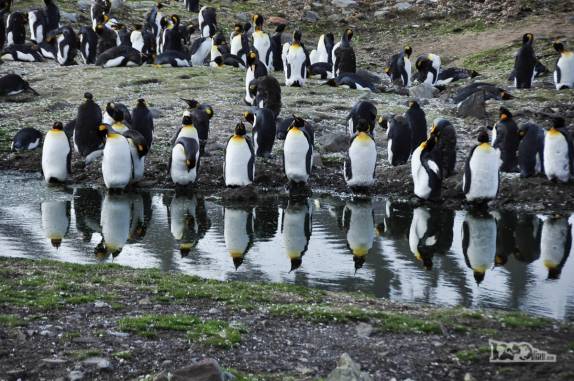 Pinguins rei e seus reflexos em remanso de rio em St Andrews Bay, na Geórgia do Sul